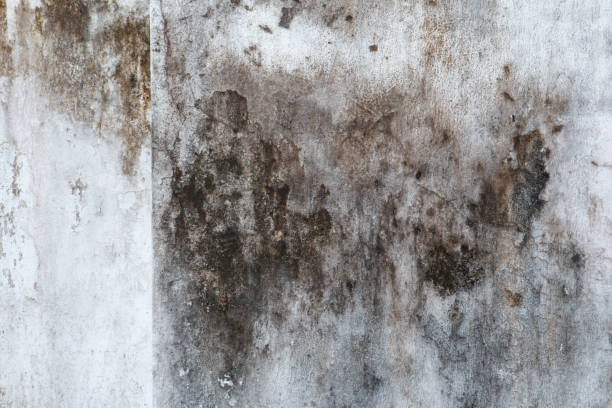 Best Mold Documentation for Insurance Claims  in Lake Sarasota, FL